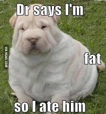 Find funny gifs, cute gifs, reaction gifs and more. Fat Dog Is Fat 9gag