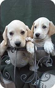 Labrador beagle mix puppies : Santee Ca Beagle Meet Beagle Lab Puppies A Pet For Adoption