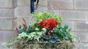 Check spelling or type a new query. Top 5 Best Winter Plants For Hanging Baskets Pyracantha Co Uk