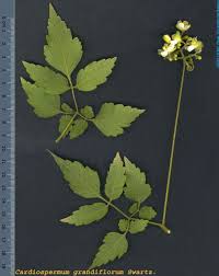 Image result for Cardiospermum grandiflorum