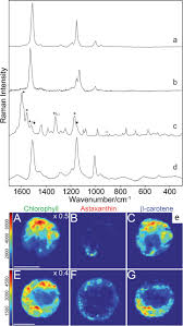 Chromatography is a technique to separate mixtures of substances into their components on the basis of their molecular structure and molecular. Raman Spectroscopy Of Microbial Pigments Applied And Environmental Microbiology