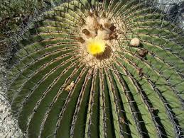 Although there are no prickly pear cacti in the middle east, an area traditionally associated with the. Candy Barrel Cactus Echinocactus Platyacanthus Link Otto A Traditional Plant Resource In Mexico Subject To Uncontrolled Extraction And Browsing Springerlink