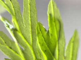 Image result for Crepidomanes clarenceanum