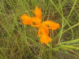 Image result for Platycoryne