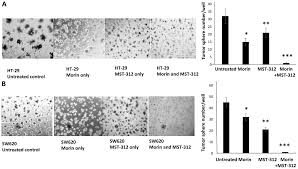 Cancer biology goes under the microscope this week, as gerard evan talks about the causes of cancer and how cancer spreads around the body. Combination Treatment With Flavonoid Morin And Telomerase Inhibitor Mst 312 Reduces Cancer Stem Cell Traits By Targeting Stat3 And Telomerase