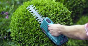 Wann sollte der buxus sempervirens geschnitten werden? Buchsbaum In Form Schneiden Tipps Und Tricks Mein Schoner Garten