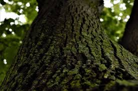 On average, it costs $750 to remove a tree, but this can range from $200 to $2,000, depending on the size and condition of the tree. How Much Does A Large Tree Removal Service Cost