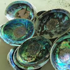Other common names are ear shells, sea ears, and, rarely, muttonfish or muttonshells in parts of australia, ormer in the uk, perlemoen in south africa, and the maori name. Raw Abalone Shell Paua Shell Grosshandel Buy Paua Shell Abalone Shell Raw Abalone Shell Product On Alibaba Com