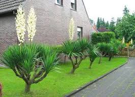 Check spelling or type a new query. Gartenyucca Palmen Garten Winterharte Palmen Winterhart
