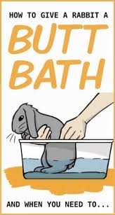 There's no set time of day when baby should get a bath. 80 Bunny Lady Ideas Bunny Lady Pet Rabbit Care Bunny Care