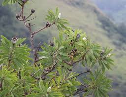 Image result for Protea gaguedi