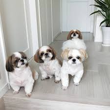 Meet this small, affectionate breed! Shihtzu Puppies For Adoption Near Me Home Facebook