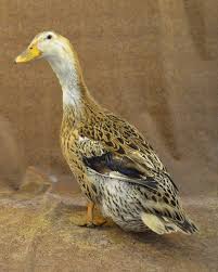 Silver appleyard ducklings have a characteristic black stripe down the top of their heads, like the three lighter ducklings in the original picture. Silver Appleyard Duck Breed Profile Backyard Poultry
