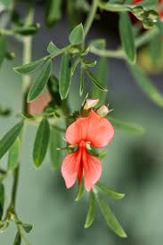 Image result for Indigofera demissa