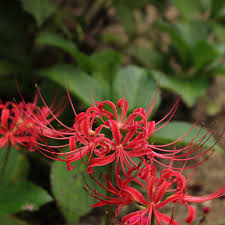 Maybe you would like to learn more about one of these? Lycoris Spider Lily A To Z Flowers