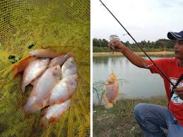 Sebelum membahas berapa lama anda boleh tidur setelah makan, lebih baik ketahui dulu apa efeknya jika anda melakukan hal ini. Rahsia Memancing Ikan Tilapia Merah Umpan