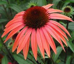 Eastern Purple Coneflower Jupiter Aka Jacob Lewis Echinacea Purpurea X Paradoxa