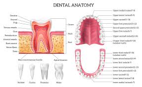 Image result for Dentition