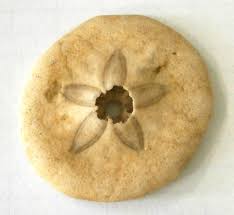 「カシパン」の画像検索結果