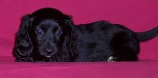 Black And Brown Long Haired Miniature Dachshund Solid Black Long Haired Dachsund Puppy Black Dachshund Dachshund Puppy Miniature Dachshund Puppies