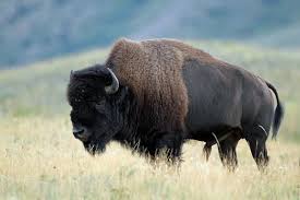 The Wood Bison Is A Subspecies Of The American Bison Both Are Commonly Referred To As The Buffalo They Are Heavier Than The Ameri Bison Photo Animals Buffalo