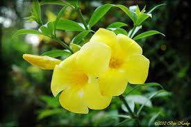 The allamanda is not to be confused with tecoma. Yellow Bell Flowers