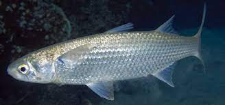 8 Jenis Ikan Payau Yang Bisa Dibudidayakan Star Farm International