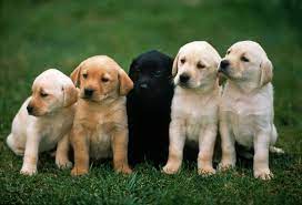 Get in on the social sensation and chatter with irresistible video. National Puppy Day 2020