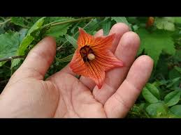 Image result for Canarina
