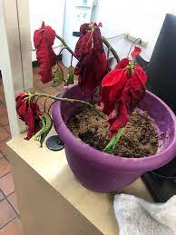 My Poinsettia Is Dying Please Help Garden Maintenance