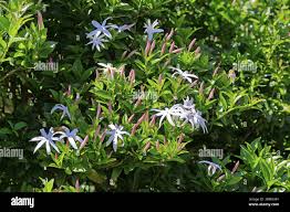 Image result for Jasminum multipartitum