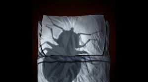 Verify Can Bed Bug Bites Be Harmful To Your Health Wusa9 Com