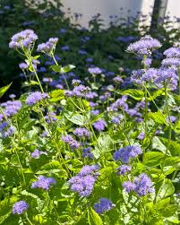 Image result for Ageratum