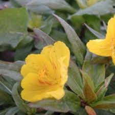 Gullnattljus Vaxter Perenner Blommor