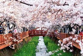 Festival sakura di pulau jeju. Pin Di Berita Korea