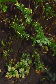 Image result for Selaginella vogelii