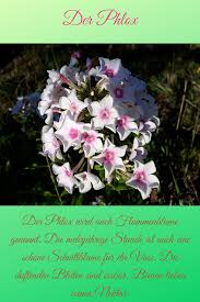 Der Phlox Schnittblumen Flammenblume Naturgarten