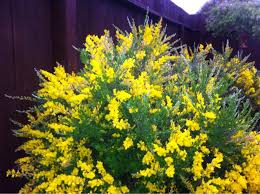 Automated broom fibers extraction plant, presently in starting phase, developed on external request under pon matreco, is composed by six work stations Pin On Mygardenanswers