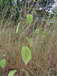 Image result for Bothriocline laxa