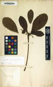 Image result for Pogonospermum divaricatum