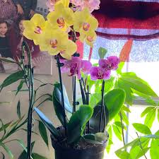 Rosalva Lacke (@grandma.wa) • Instagram photos and videos