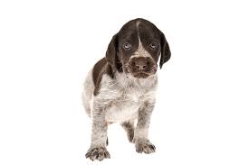 That is, if they have any german shorthaired pointer poodle mix puppies for sale. German Wirehaired Pointer Dog Breed Information