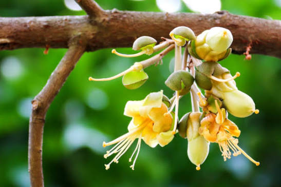 Sầu Riêng Xổ Nhụy Gặp Mưa