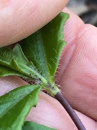 Image result for Enydra fluctuans