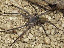We did not find results for: Wanderspinne Neue Riesenspinne Im Norden Mexikos Entdeckt Wissenschaft Rnz
