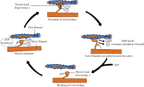 what is the roleof calcium ions troponin and f actin