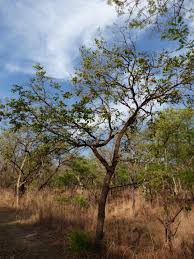 Image result for Piliostigma thonningii