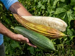 Image result for Luffa