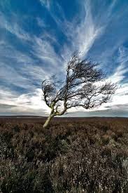 A Lone Tree In Windy Derbyshire Derbyshire By Gediminas Uzdonas Beautiful Tree City Landscape Landscape