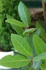 صورة نبات : الغار النبيل، الرند